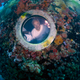 Illustration for article titled There Is No Such Thing as Normal When You Live at the Bottom of the Sea